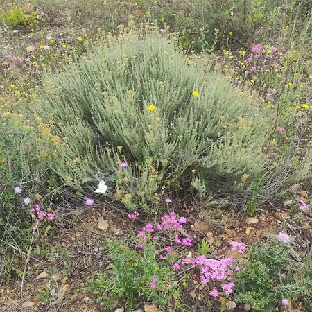 Sensorial Experience Appartement